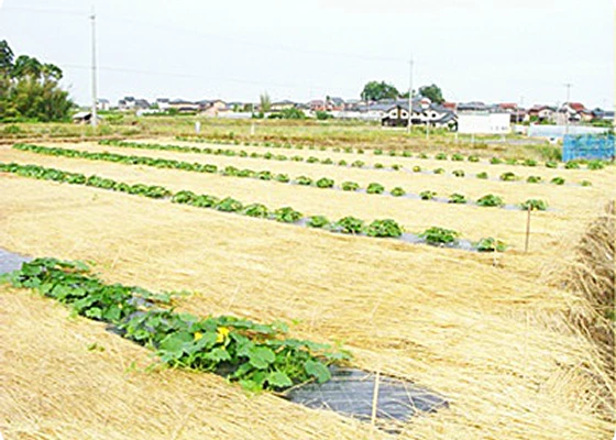 赤玉かぼちゃ紅爵の契約農場